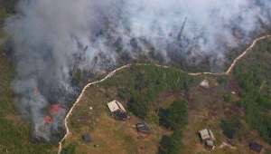 Площадь лесных пожаров в России продолжает расти