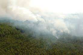 Площадь лесных пожаров увеличилась до 700 тыс. га