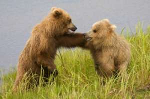 Медведи гризли знают, как много есть и при этом не заболеть диабетом. (Фото Hal Beral / Corbis).