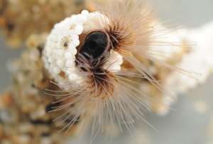  Морской червь Phragmatopoma californica крупным планом ©Fred Hayes, University of Utah
