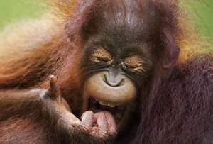  Зевающий орангутан. Фото:  © The Telegraph