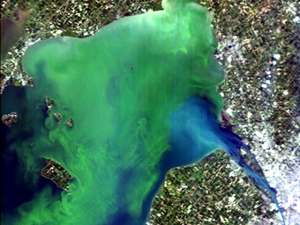 Известная многим проблема цветения воды, которое вызывается размножением фитопланктона, теперь изучается из комсоса при помощи специального гиперспектрального сенсора прибрежных океанических вод (HICO) NASA. Фото: NASA
