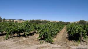 Виноградники в долине Баросса - основном винодельческом регионе Австралии. Фото: BBC 