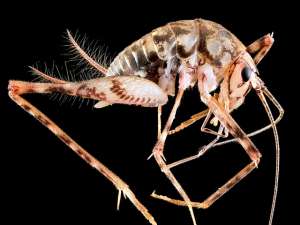 Исследователи были удивлены, обнаружив изобилие лжекузнечиков в домах к востоку от Миссисипи. Они так широко распространились, что теперь встречаются даже чаще, чем местные виды прямокрылых. Фото: USGS Bee Inventory and Monitoring Lab/Wikimedia