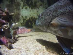 Коралловый лосось переборчив в выборе помощников-мурен. (Фото: Alex Vail)