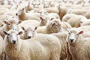 В Румынии зарегистрированы новые вспышки катаральной лихорадки овец. Фото: БЕЛТА