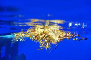 Небольшие плоты из саргассовых водорослей, подобные этому, являются типичными для Саргассового моря. Эти плоты служат укрытием для множества мелких животных. (Фото: Debbie Nail Meyer © 2011 MBARI)