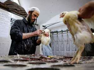 Защитники животных в Израиле попытались спасти кур от &quot;искупления&quot;. Фото: Reuters