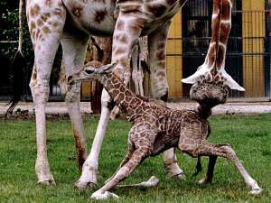 Жирафы из старейшего в мире зоопарка на два года переедут в казарму, пишет The Local. Дело в том, что помещение для жирафов в зоопарке Шенбруннского дворца в Вене не ремонтировалось почти 190 лет. Фото: Reuters