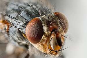 Глаза комнатной мухи. Фото: JJ Harrison/ wikipedia.org