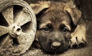 Несмотря на ужасные способы убийства собак, экспертиза признала его вменяемым. Фото: Дейта.Ru