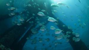  Несмотря на высокий риск, рыбы облюбовали нефтяные платформы, и предпочитают селиться под ними, нежели на природных рифах (фото Wikimedia Commons).
