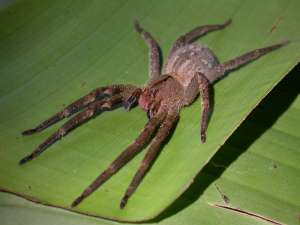 Бразильский паук-странник. Фото: http://ianimal.ru/