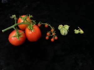 Одомашненные помидоры (слева) и три их диких родственника. С. pennellii – крайний справа. (Фото: Калифорнийский Университет в Дэвисе)