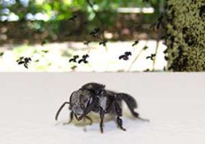 Нежалящая пчела. (Фото: Queensland University of Technology)