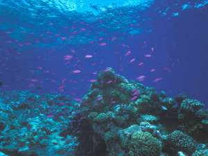Ученые из Австралийской академии наук скептически отнеслись к правительственному плану сохранения Большого Барьерного рифа до 2050 года, считая его недостаточным для восстановления уникальной экосистемы. Фото: Global Look Press