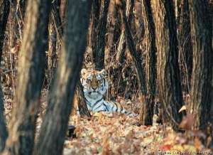 Амурский тигр. Фото: WWF 