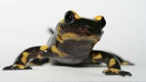 Огненная саламандра с повреждениями кожи, вызванными инфекцией B. salamandrivorans (фото Frank Pasmans).
