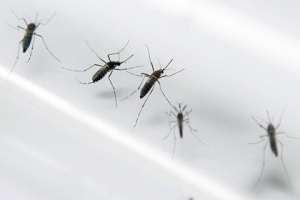 Комары Aedes aegypti. Фото: Patrice Coppee / AFP