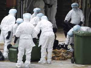 В то время как мир с тревогой следит за развитием ситуации с лихорадкой Эбола, Россельхознадзор объявил о выявлении в Китае новых штаммов другой опасной болезни - птичьего гриппа, которые могут угрожать России. Фото: Global Look Press