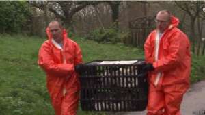 На птицеферме в Хекендорпе уничтожается все поголовье кур. Фото: BBC 