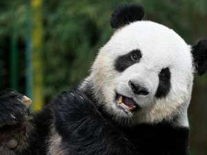 В китайской провинции Сычуань хирурги спасли 3-летнюю панду, тяжело раненую куницами. Фото: Global Look Press