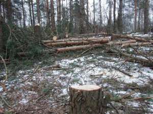 Незаконная рубка леса. Фото: http://vashasvoboda2.ru