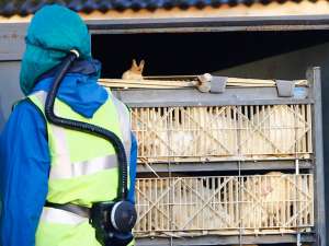 Птичий грипп нашли в Канаде - в фермерских хозяйствах Эбботсфорда и Чилливака на западе страны. Фото: Reuters