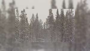  Елки оградят от браконьеров. В Мурманске проходит акция по охране лесов от незаконных рубок. Фото:  ГТРК &quot;Мурман&quot;