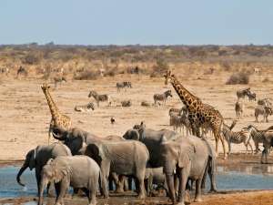 В Африке численность жирафов и слонов упала до критической точки: эти виды могут исчезнуть. Фото: Global Look Press