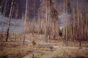 Погибший лес. Фото: http://www.interlesdrev.ru