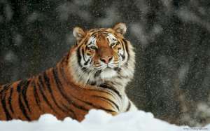 Амурский тигр. Фото: http://fancyask.com