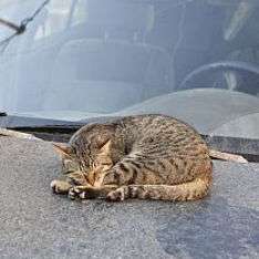 Бездомный кот забрался в двигатель автомобиля и заснул. Фото: Утро.Ru