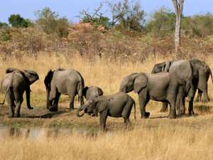 В парке, раскинувшемся на западе страны и работающем с 1929 года, насчитывается 43 тысячи слонов, но, по словам смотрителей, это слишком много. Фото: Global Look Press