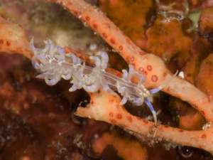 Знакомьтесь: Phyllodesmium undulatum – яркий, любящий яд морской слизняк. (Фото: The California Academy of Sciences)