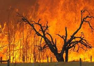 Лесные пожары. Фото: http://kor.ill.in.ua