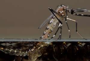  Генетически модифицированные комары производят на свет нежизнеспособное потомство ©Oxitec/Derric Nimmo