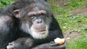 Голландские и шотландские шимпанзе в 2010 году произносили &quot;слово&quot;, обозначающее яблоко по-разному (фото Jamie Norris).