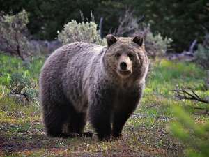 Медведь в лесу. Фото с сайта http://polit.ru