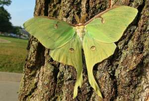  Форма крыльев бабочки-павлиноглазки сбивает с толку «сонары» летучих мышей ©Bruce Hallman / USFWS 