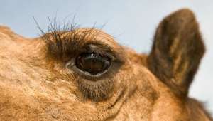   Ресницы защищают глаза верблюда от сухого воздуха, а полупрозрачные веки помогают перенести песчаные бури (фото Craig Lovell).