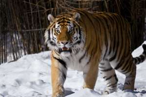 Амурский тигр. Фото: http://fotkidepo.ru