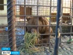 Владелец медведей-алкоголиков из Сочи оспорил решение суда - он узнал об отправке животных в Трансильванию из интернета. Фото: ГТРК &quot;Кубань&quot;