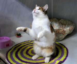 Кошка Варвара, ищущая хозяина. Фото фонда &quot;Право на жизнь&quot;.