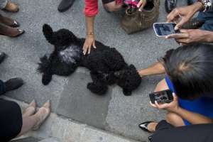 Бо, собака семьи. Обамы Фото: Evan Vucci / AP