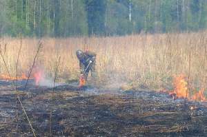 В Ленобласти уже начала гореть сухая трава