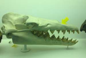  Реконструкция черепа Basilosaurus isis: оцените улыбку ©Лондонский музей естественной истории 