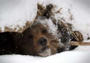 Медведь. Фото: http://www.sakh-ohotnik.ru