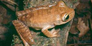 Бразильская лягушка Bokermannohyla izecksohni. Фото с сайта http://www.moya-planeta.ru
