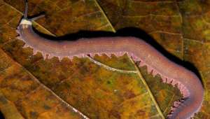 Бархатные черви в лесу Эквадора (фото Wikimedia Commons).